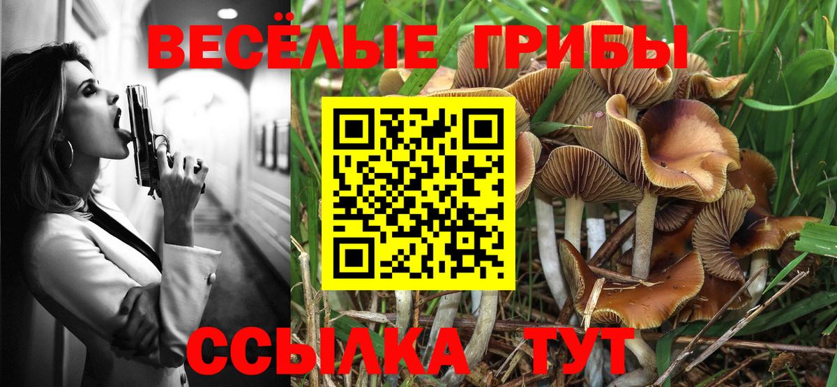 Псилоцибиновые грибы Cubensis Малоярославец